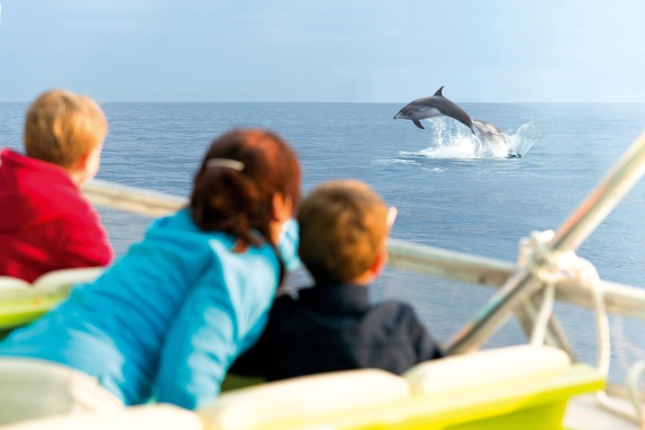 Mallorca: Alcudia Sunrise Dolphin-Watching Boat Trip