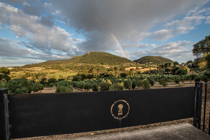 Treurer Tour to olive grove and olive grove, oil tasting and snack