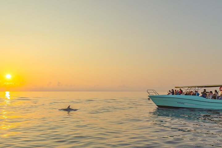 Mallorca: Fast-Boat Dolphin Watching with Sunrise Option