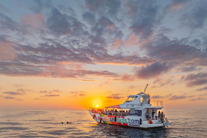 Mallorca: Alcudia Dolphin Watching in a Fast Boat