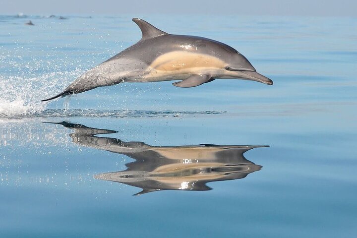 S'Arenal Dolphin Watching Boat Tour