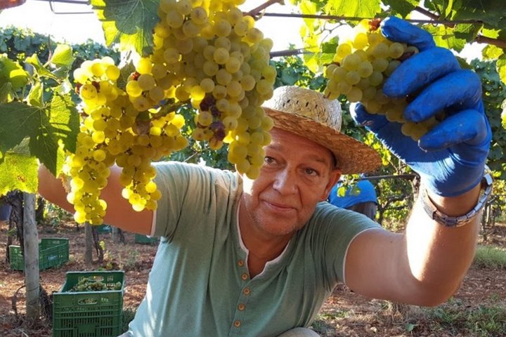 Private Bodega Tour XL Mallorca Weinverkostung in 3 Weingütern