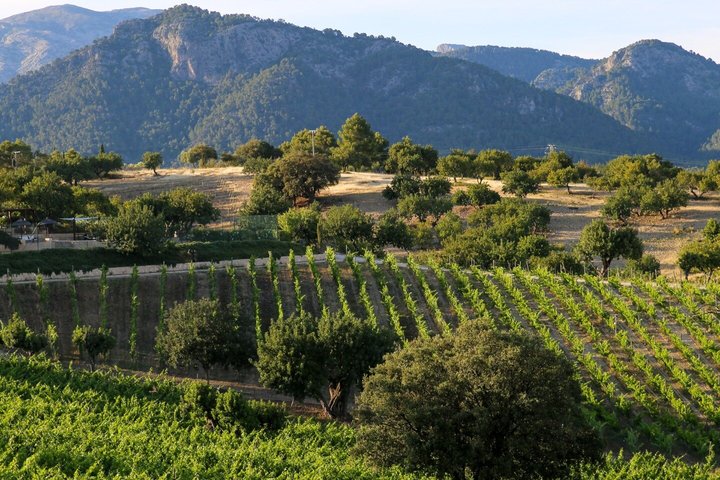 Cata de vinos con tapas y tour en Mallorca