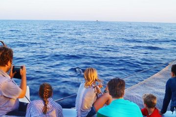 Alcudia Sunrise Dolphin-Wathcing Boat Trip, water-activities, Alcúdia, Mallorca, photo 1, See dolphins in wild