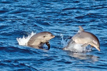 Alcudia Sunrise Dolphin-Wathcing Boat Trip, water-activities, Alcúdia, Mallorca, photo 2