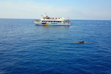 Dolphin Watching Experience in the Southwest Coast of Mallorca, water-activities, photo 3