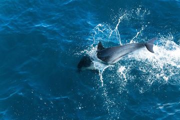 Dolphin Watching Experience in the Southwest Coast of Mallorca, water-activities, photo 1