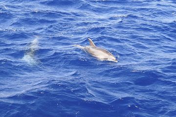 Dolphin Watching Experience in the Southwest Coast of Mallorca, water-activities, photo 4