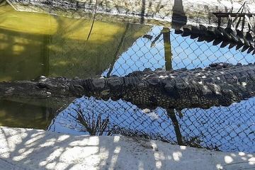 Boat Ride-Gentle Beach Beach Horseback Ride - Crocs - Turtles, water-activities, Mallorca, photo 2