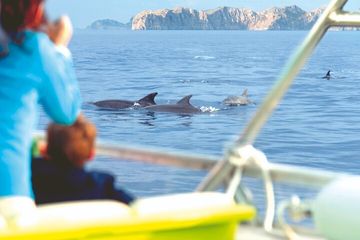 Alcudia Sunrise Dolphin-Wathcing Boat Trip, water-activities, Alcúdia, Mallorca, photo 3