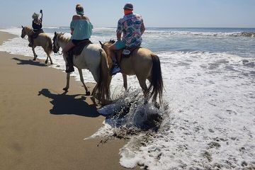 Boat Ride-Gentle Beach Beach Horseback Ride - Crocs - Turtles, water-activities, Mallorca, photo 1