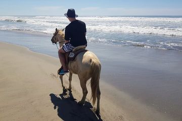 Boat Ride-Gentle Beach Beach Horseback Ride - Crocs - Turtles, water-activities, Mallorca, photo 4