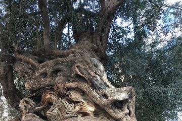 Palma de Mallorca: PRIVATE Local Food And Cathedral Experience, water-activities, Palma de Mallorca · Palma, photo 3, Ancient olive tree