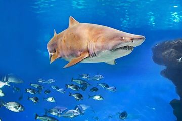 Ticket Palma Aquarium, water-activities, Palma de Mallorca · Palma, photo 4