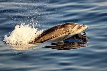 Dolphin watching by boat, water-activities, Cap de Formentor · Pollença, Mallorca, photo 2