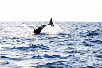 Dolphin watching by boat, water-activities, Cap de Formentor · Pollença, Mallorca, photo 4