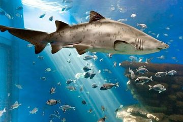 Ticket Palma Aquarium, water-activities, Palma de Mallorca · Palma, photo 1