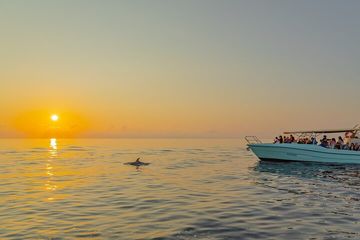 Dolphin watching by boat, water-activities, Cap de Formentor · Pollença, Mallorca, photo 3