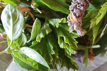 Herbalism walk in Sierra dela Tramuntana with Plant Expert, water-activities, Mallorca, photo 1