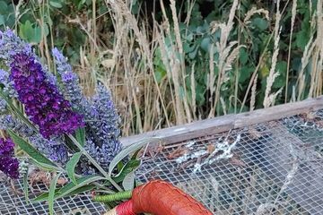 Herbalism walk in Sierra dela Tramuntana with Plant Expert, water-activities, Mallorca, photo 2