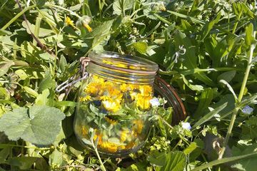 Herbalism walk in Sierra dela Tramuntana with Plant Expert, water-activities, Mallorca, photo 3