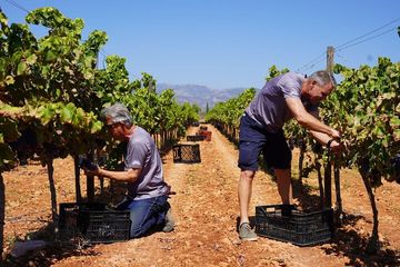 Scopri l'ambizione di creare i migliori vini di Maiorca e oltre, food-drink, Mallorca, photo 1