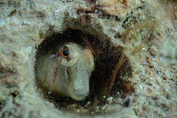 Mallorca PRIVATE Reservation*Scuba dive + photo/video, water-activities, photo 4, Goby small cute fish