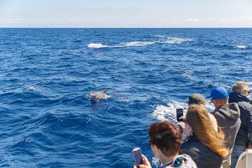 Alcúdia Dolphin Watching in a Fast Boat, water-activities, Alcúdia, Mallorca, photo 2
