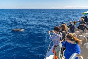 Alcúdia Dolphin Watching in a Fast Boat, water-activities, Alcúdia, Mallorca, photo 4