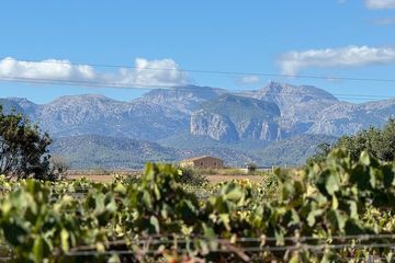 AVENIDA WINE EXPERIENCE- Treasures of the local wine, water-activities, Sant Joan, Mallorca, photo 3