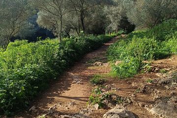 Palma Forest en Old Town E-bike tour en Bellver Castle Wandeling, water-activities, Palma de Mallorca · Palma, photo 3