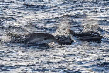 S'Arenal Dolphin Watching Boat Tour, water-activities, Mallorca, photo 2
