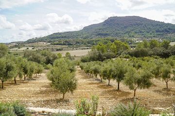 Degustazione di olio d'oliva e vino Treurer, visita all'oliveto e spuntino., water-activities, Mallorca, photo 1