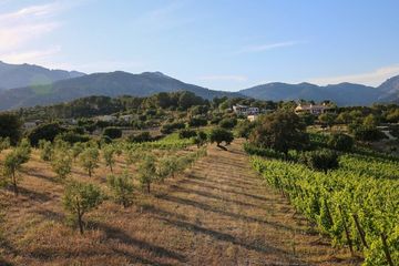 Cata de vinos con tapas y tour en Mallorca, food-drink, photo 3