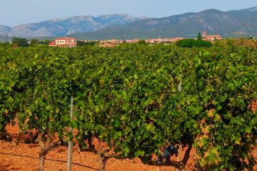 Private Wein- und Kulinarik-Tour ab Palma de Mallorca, water-activities, Palma de Mallorca · Binissalem, photo 3