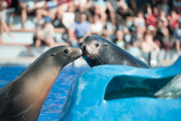 Marineland Mallorca, Activities & Sightseeing, Costa d’en Blanes, Mallorca, photo 4
