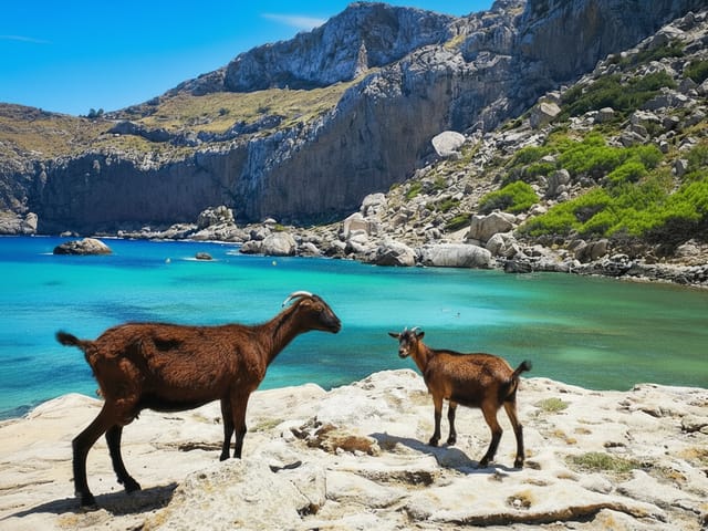 Cala Figuera, beach, Mallorca, photo