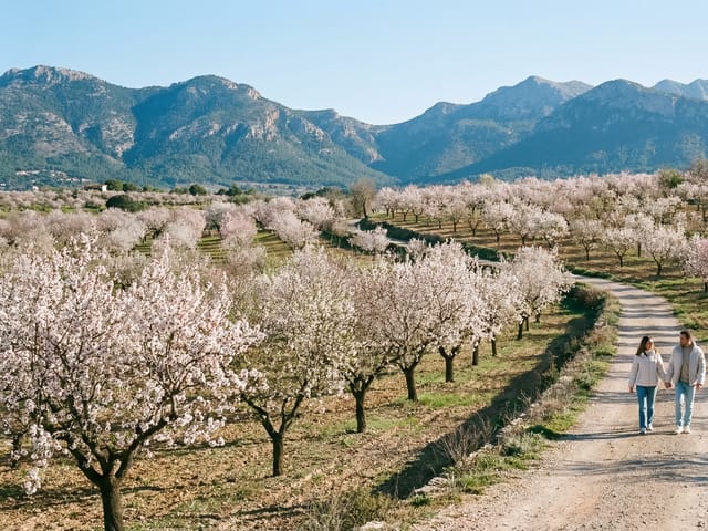 El tiempo en Mallorca en febrero: invierno suave, almendros en flor y días tranquilos en la isla, photo