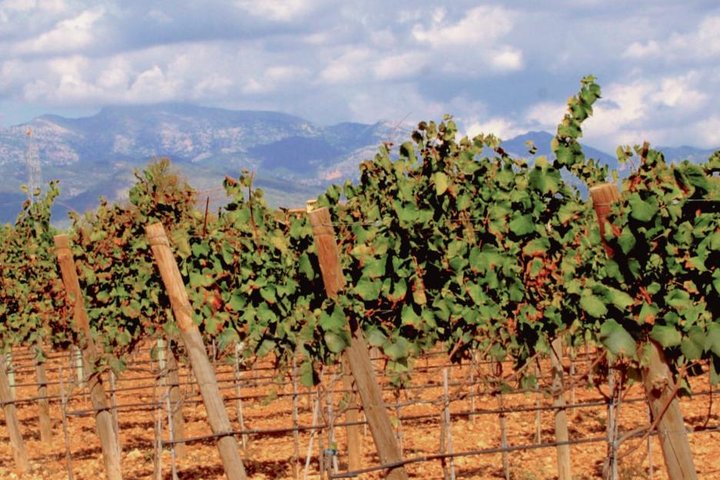 Sa Clasta Wine Tours, Mallorca, water-activities, Son Ametller · Sóller, Mallorca