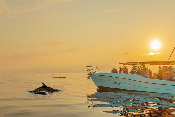Dolphin watching by boat, water-activities, Cap de Formentor · Pollença, Mallorca