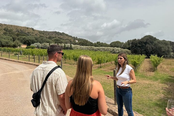 Tour dei vigneti di Alcudia ed esperienza esclusiva di degustazione di vini, food-drink, Alcúdia, Mallorca