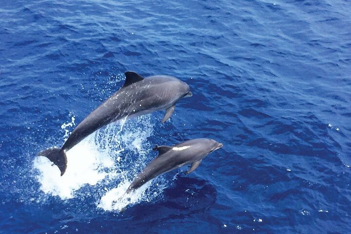 Observação de golfinhos em Palma de Maiorca, water-activities, Palma de Mallorca · Palma