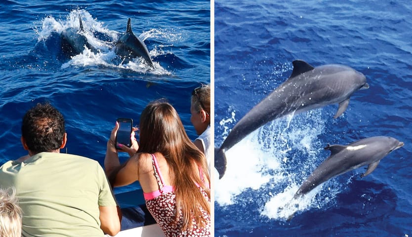 Cruise Cormoran (Cruceros Cormoran), Activities & Sightseeing, El Toro, Mallorca