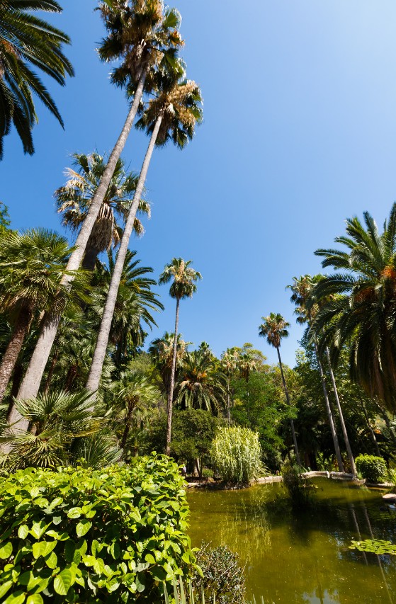 Towering palm trees surrounding a tranquil pond in Jardines de Alfabia, Mallorca.