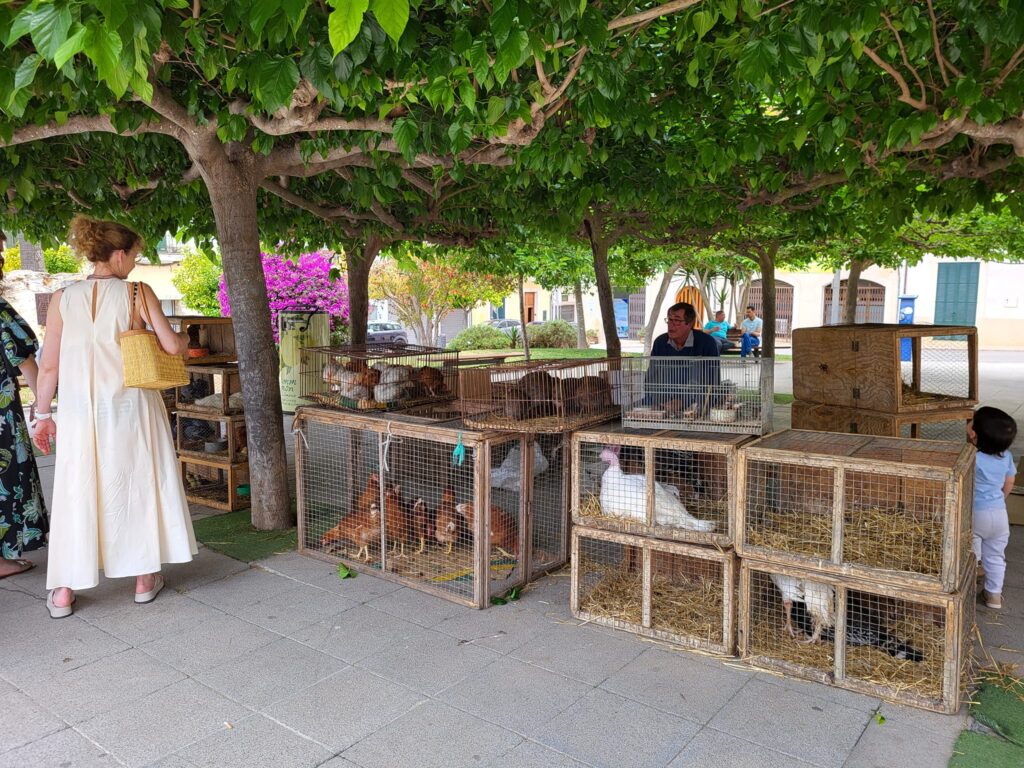 Under the shade of leafy trees, a market stall at the Felanitx weekly market showcases live poultry, including chickens and turkeys, housed in wooden crates, offering a glimpse into the town’s agricultural traditions.