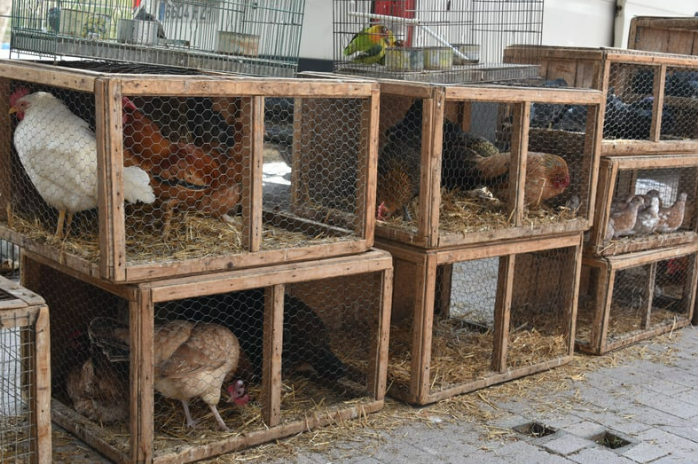 A traditional livestock stall at the Sineu market features chickens and other poultry housed in wooden crates, showcasing Mallorca’s long-standing rural and farming heritage.
