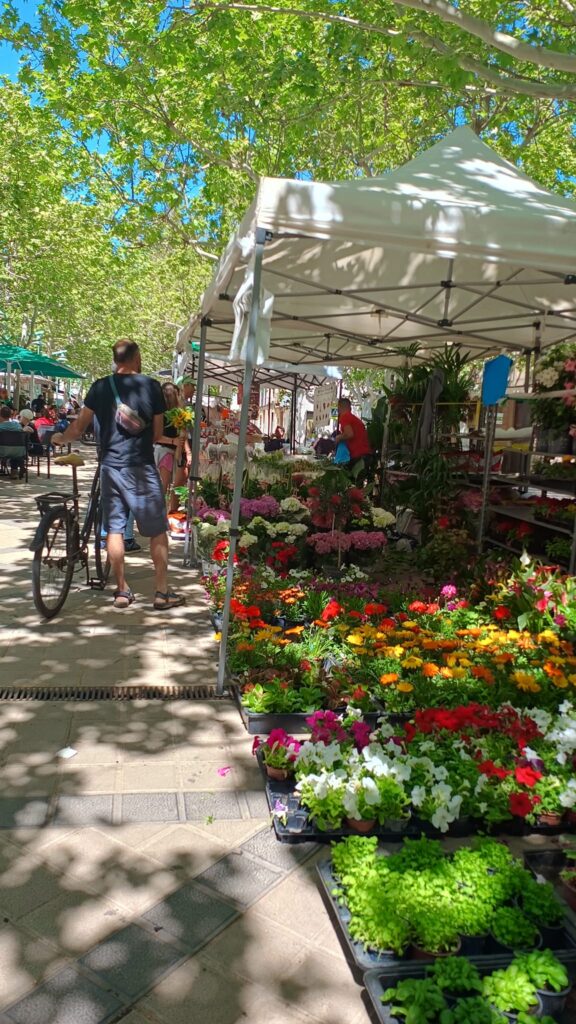 A vibrant stall at the Weekly Market in Esporles, Mallorca, showcasing colorful flowers and potted plants under a white canopy, with a man walking by with a bicycle.