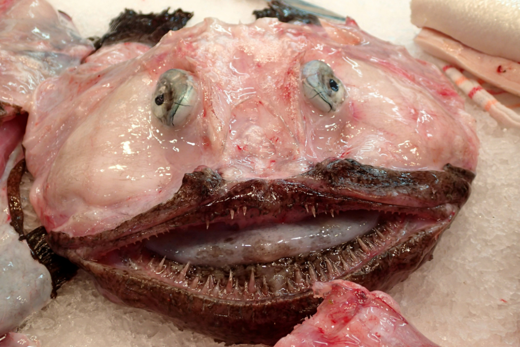 Weekly Market Portocolom Mallorca – Discover Coastal Charm & Mouthwatering Local Flavors