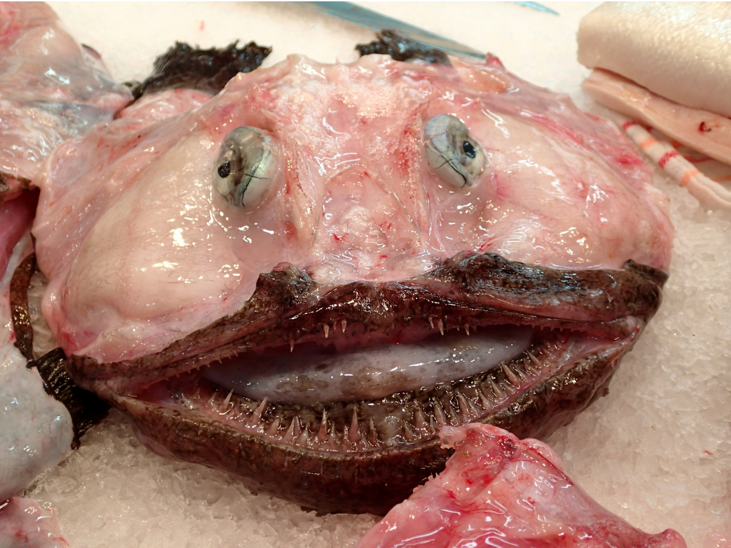 Weekly Market Portocolom Mallorca – Discover Coastal Charm & Mouthwatering Local Flavors