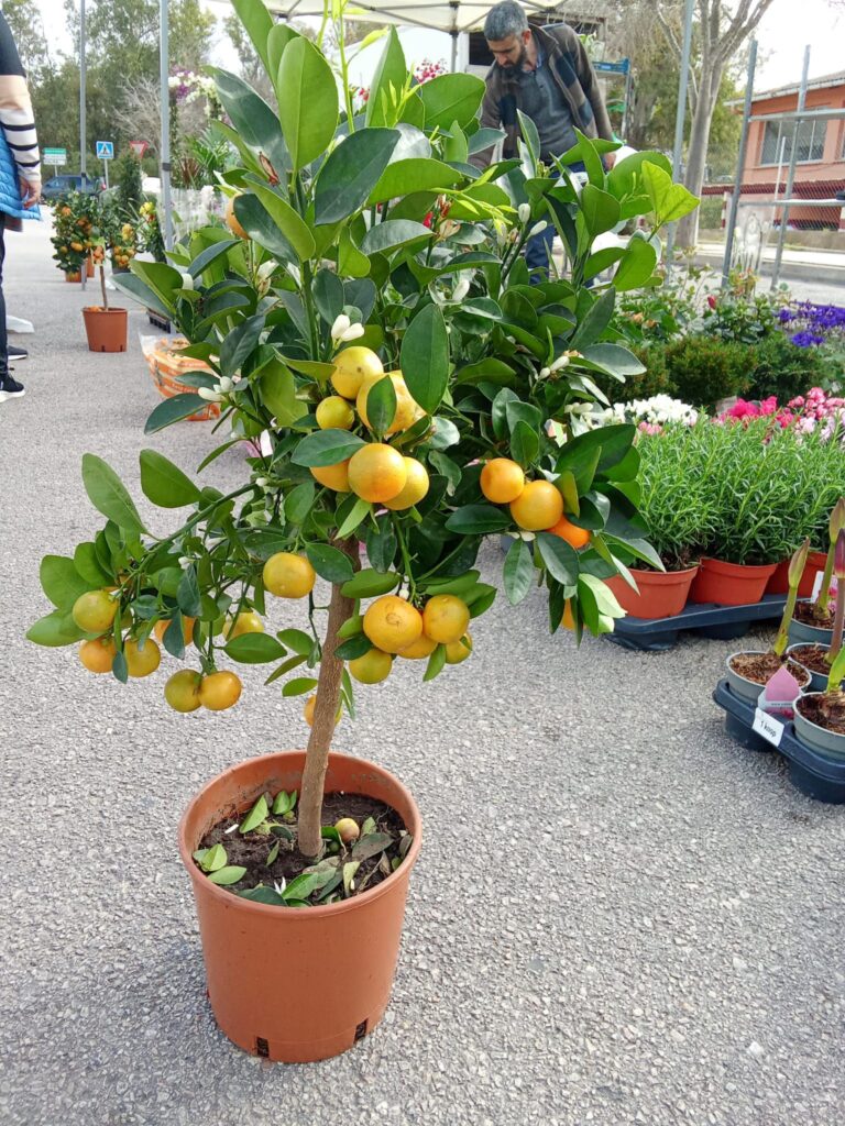 A potted citrus tree with small oranges, displayed among other plants and flowers at the Weekly Market in Santa Ponsa, Mallorca.